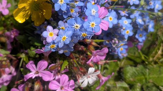 Handpicked wildflowers collected for handmade real flower resin jewelry – EL-Creations