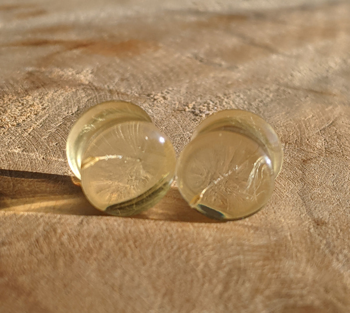 Botanical resin ear gauges with real dandelion seeds EL-Creations