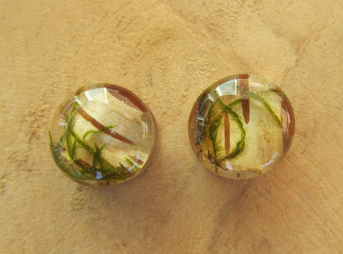 Handmade moss ear plugs for stretched ears