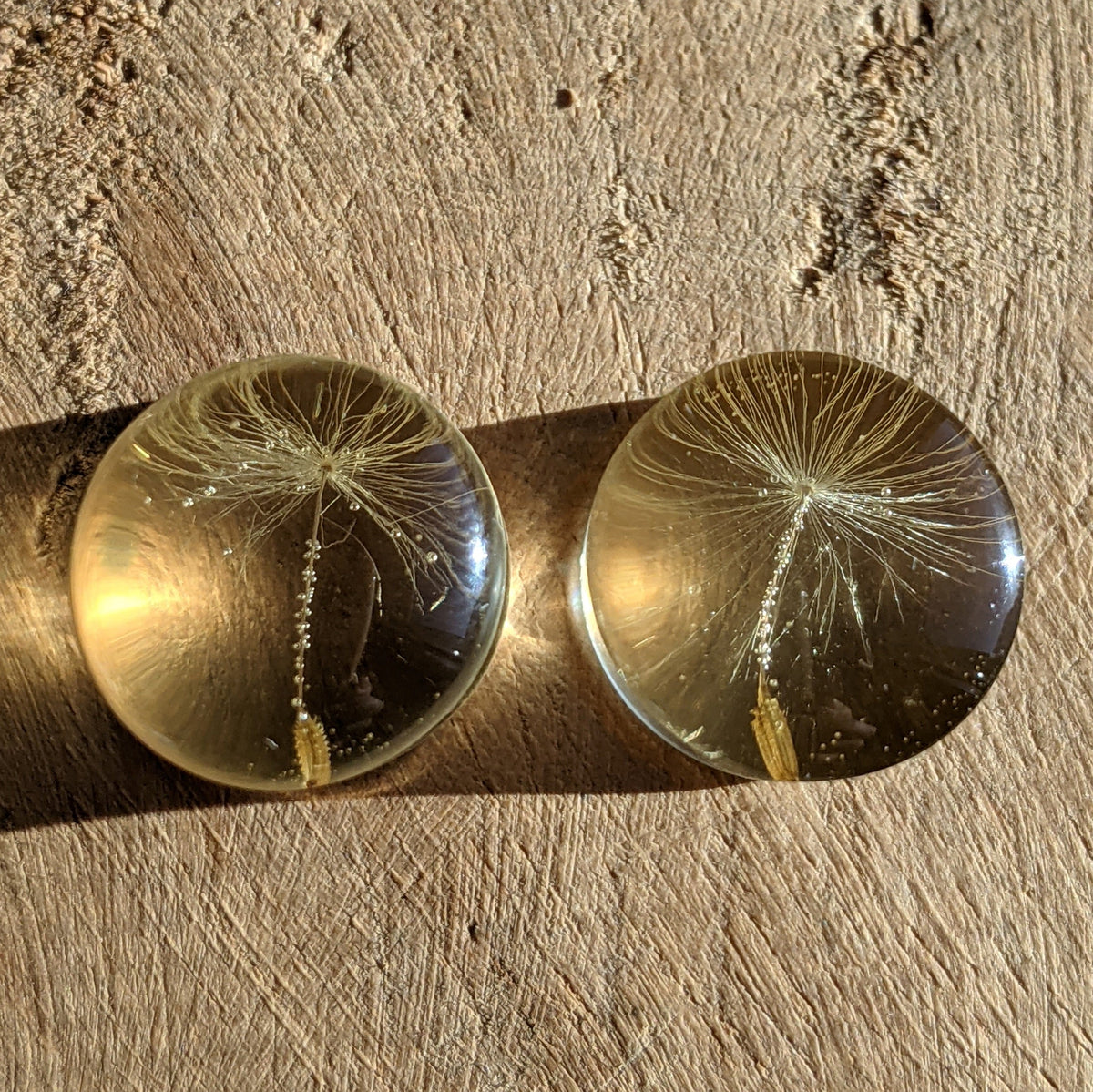 Real dandelion seed resin ear plugs handmade botanical jewelry EL-Creations