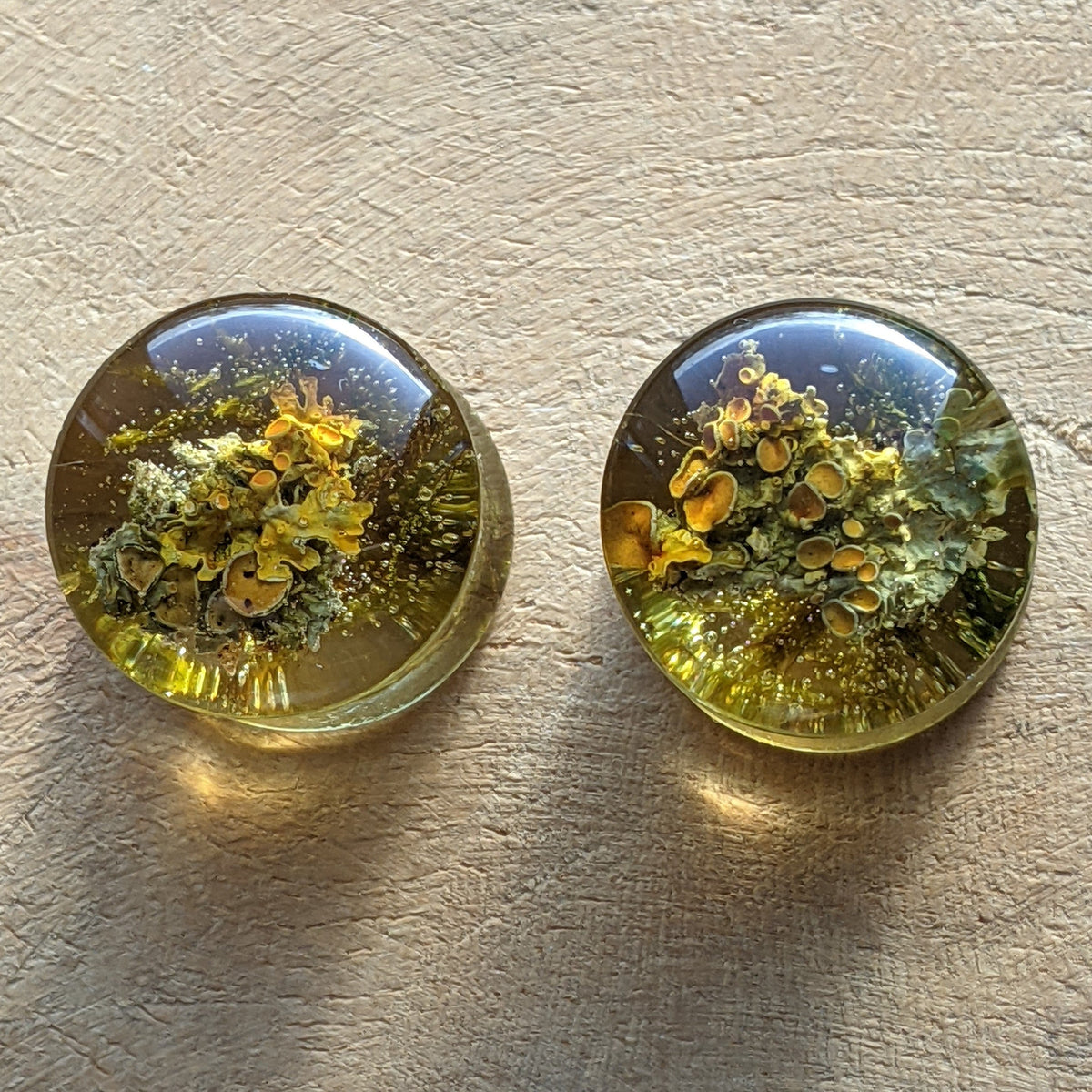 Green moss resin ear plugs with real preserved moss - EL-Creations