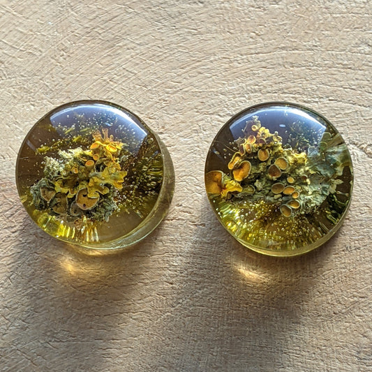 Green moss resin ear plugs with real preserved moss - EL-Creations