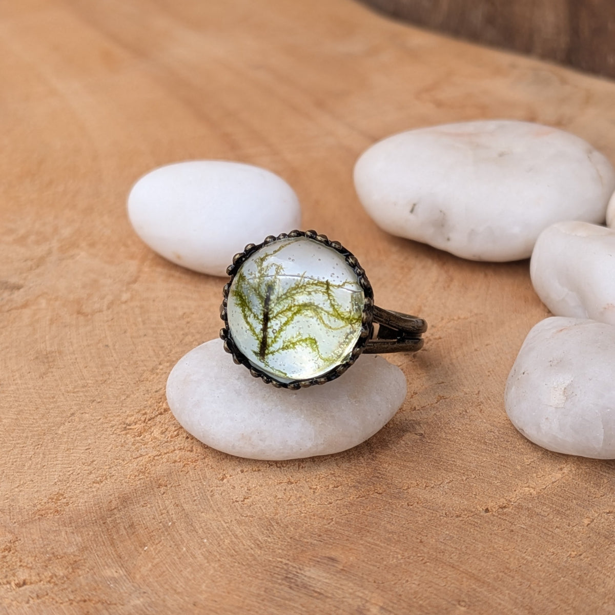 Front view of a real moss resin ring on a white stone, showing delicate green branches beneath a glossy dome and a decorative brown border, EL-Creations